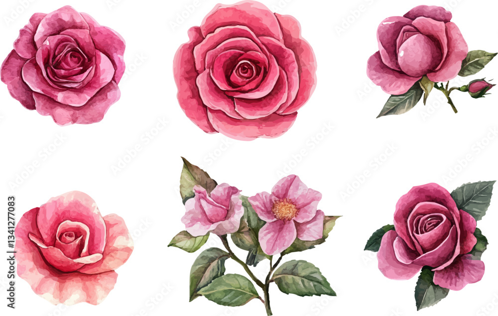 set of roses vector illustration set of roses vector illustration