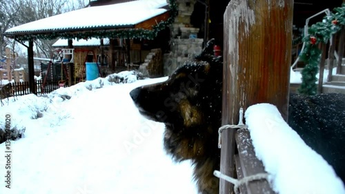 Dog is looking out the window of a house. The house is surrounded by snow and has a Christmas tree on the roof