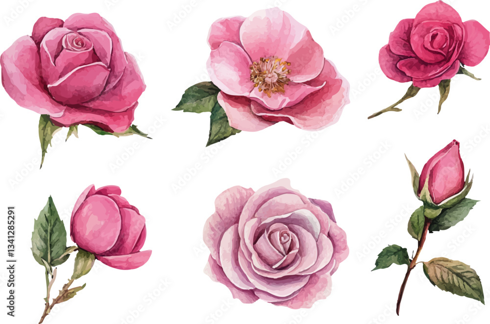 set of pink roses vector set of pink roses vector