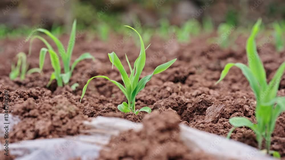 4k Video Spring Planting Busy Corn Seedlings in Rich Soil for Crop Growth Preparation 4k Video Spring Planting Busy Corn Seedlings in Rich Soil for Crop Growth Preparation