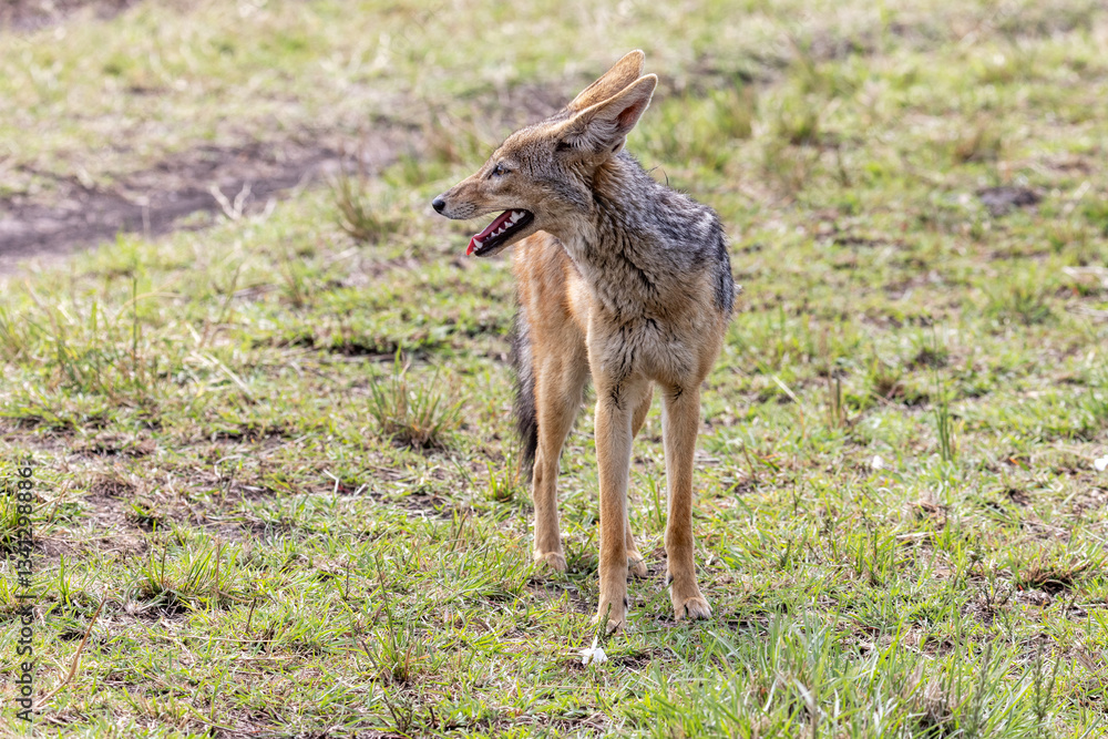 Black-backed jackal, canis mesomelas, standing in the grasslands of the Masai Mara, Kenya. Also known as the silver-backed jackal and endemic to eastern and southern Africa. Black-backed jackal, canis mesomelas, standing in the grasslands of the Masai Mara, Kenya. Also known as the silver-backed jackal and endemic to eastern and southern Africa.