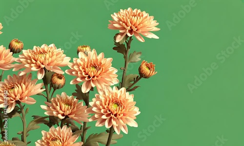 green screen video presenting lush chrysanthemum flower blossoms rocking smoothly as a soft breeze moves through branches