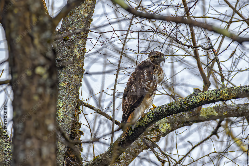 I am not an ornithologist but I believe this bird is either a Red-tailed Hawk or a Cooper Hawk. Bird of prey in the trees in our woods here in Windsor in Upstate NY in Late Winter. I am not an ornithologist but I believe this bird is either a Red-tailed Hawk or a Cooper Hawk. Bird of prey in the trees in our woods here in Windsor in Upstate NY in Late Winter.