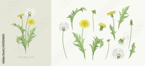 Set of dandelion flowers and trendy botanical elements. Hand drawn branches of medical herbs and elegant wildflowers. Botanical rustic trendy greenery vector illustration