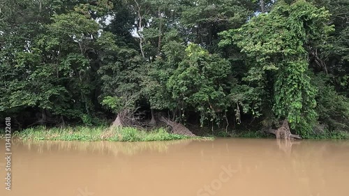 Congo Basin rainforest in the democratic republic of Congo.