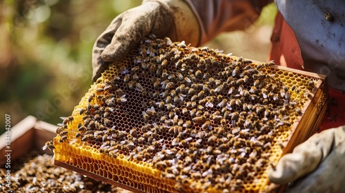 Beekeeper inspecting honeycomb with bees in natural sunlight.