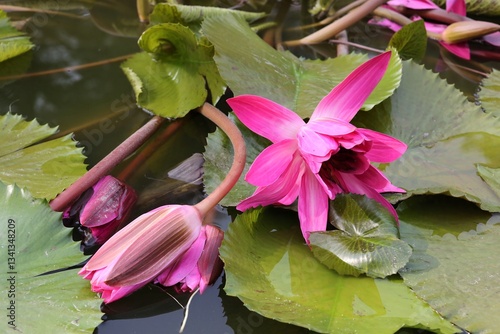 Flowers. Pink lotus on beautiful floral background of green leaves and water. 2024.