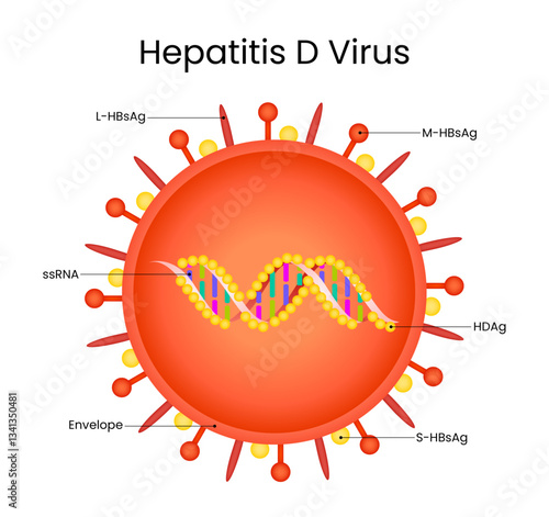 Hepatitis D Virus Structure and Components