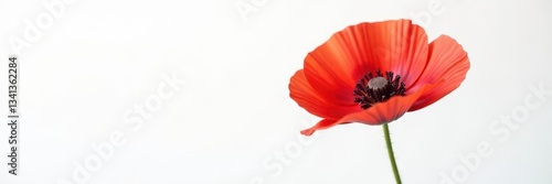 Single red poppy, delicate petals, white background, white background, vibrant