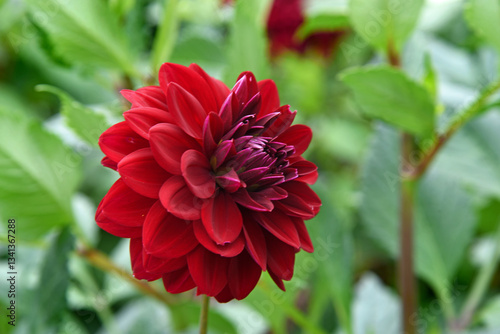 Red Arabian Night Dahlia blossom in the garden