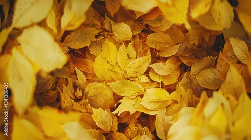 the essence of autumn using yellow tones to represent change.
