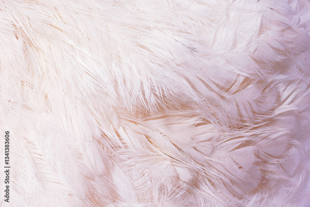 Macro shot of soft white feathers, showing intricate details and delicate textures. Macro shot of soft white feathers, showing intricate details and delicate textures.