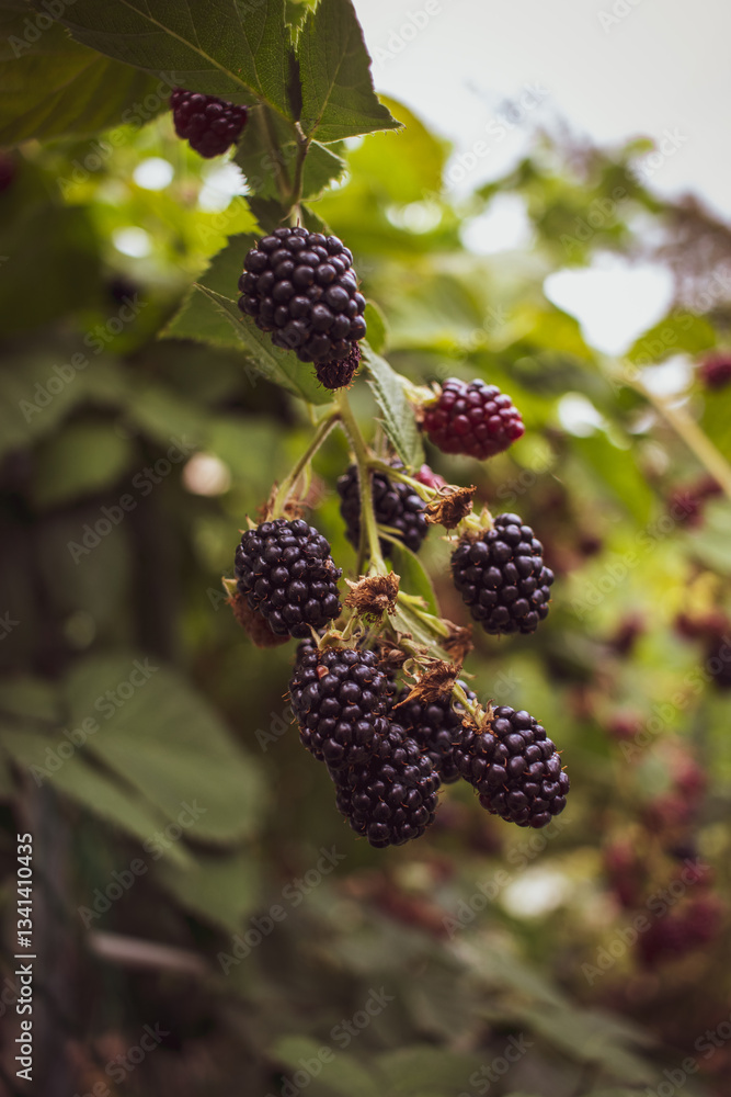 blackberry on the tree blackberry on the tree