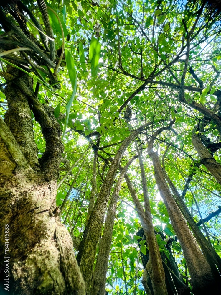 Naklejka premium trees in the woods