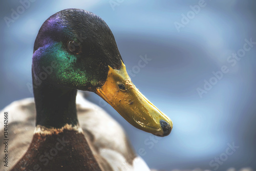 The Ducks