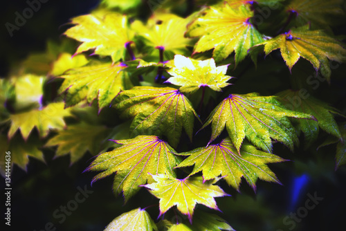 Blooms and Leaves