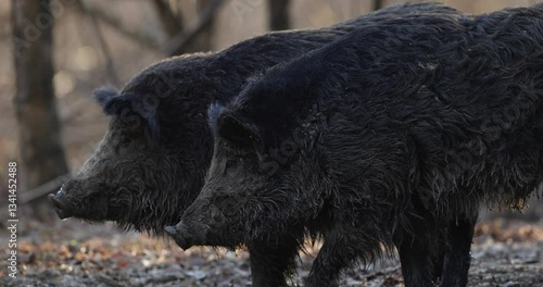 Slow 4K video of a wild boar (Sus scrofa) walking through a deciduous forest at sunset.