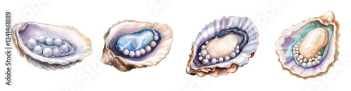 Watercolor set of oysters with pearls. Seashells oysters with pearls inside. Pearl cultivation concept. Natural pearl. Seashells with pearls. Jewelry pearls. Vector illustration.