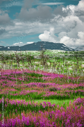 Weideröschen im Abisko Nationalpark in Schweden