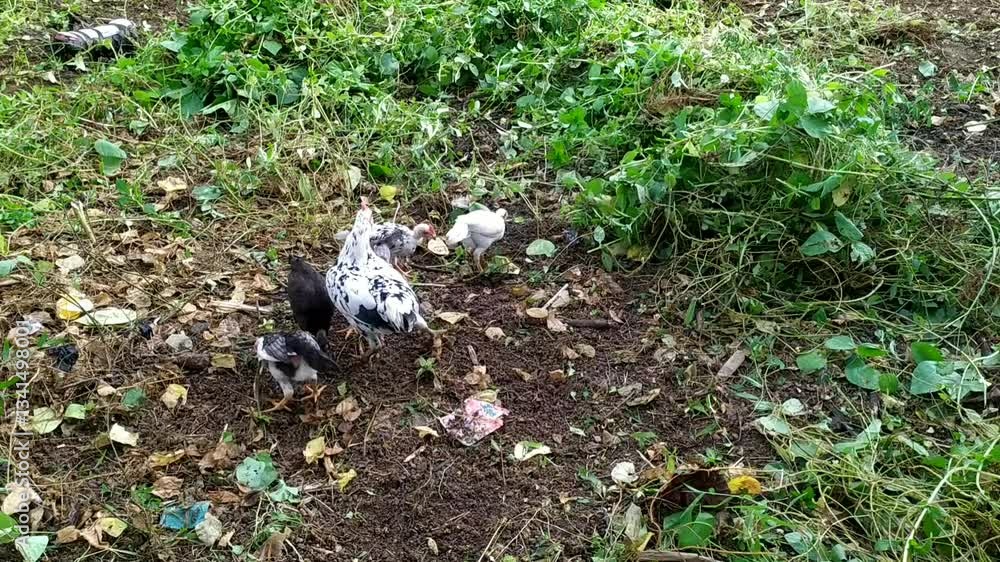 A group of chickens are scratching the ground for food A group of chickens are scratching the ground for food