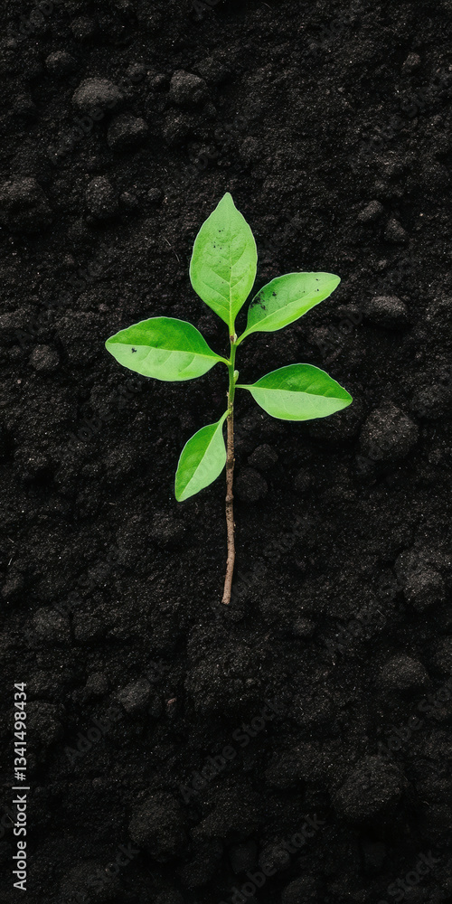 Naklejka premium Vibrant green seedling growing on rich black soil symbolizing new beginnings and growth in nature