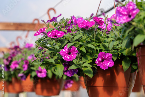 Pink petunias bloom in pots in a greenhouse in spring