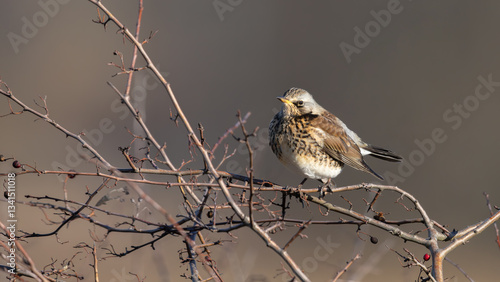 Fieldfare (Turdus pilaris)