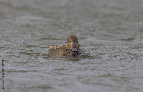 Gadwall (Mareca strepera) Swimming
