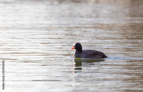 Eurasian Coot (Fulica atra) Swimming