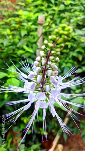 Orthosiphon aristatus, a herbal medicinal plant commonly known as cat's whiskers or Java tea or kumis kucing, is a plant species in the family Lamiaceae photo