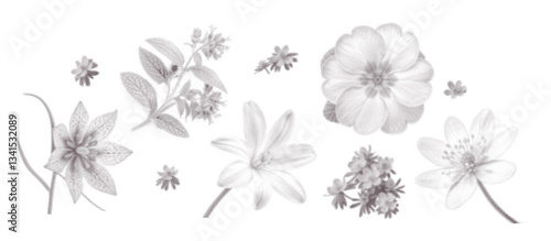Set of spring flowers with vintage dotted halftone effect. Fritillaria, lungwort, glory-of-the-snow, primrose, liverwort collection with grunge noise texture. Vector illustration