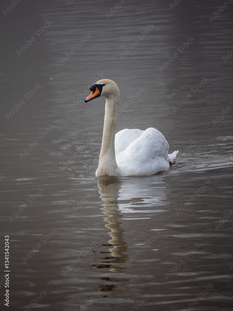 Mute Swan iSwimming ona Lake Mute Swan iSwimming ona Lake