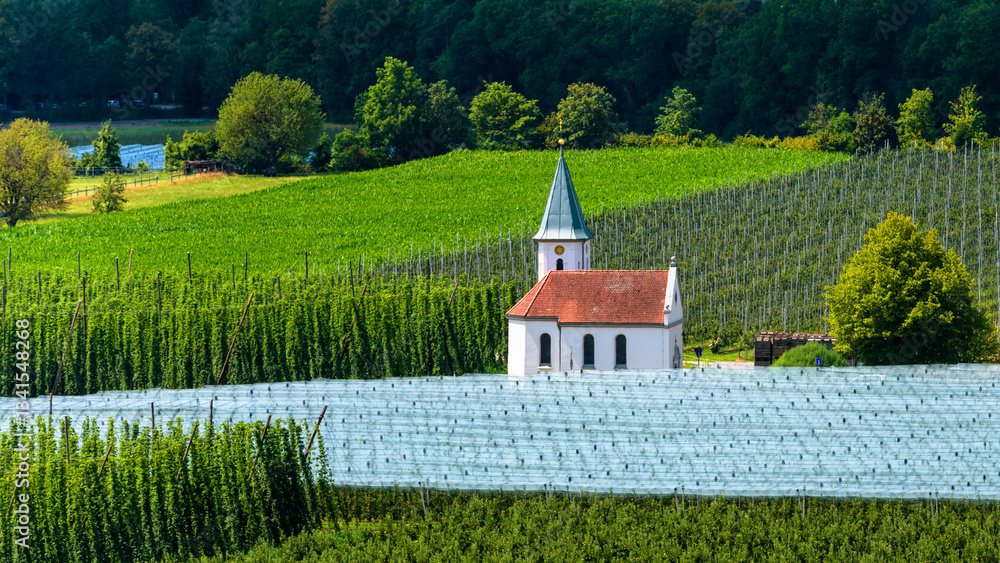Small white chapel in lush green vineyard with forest background
