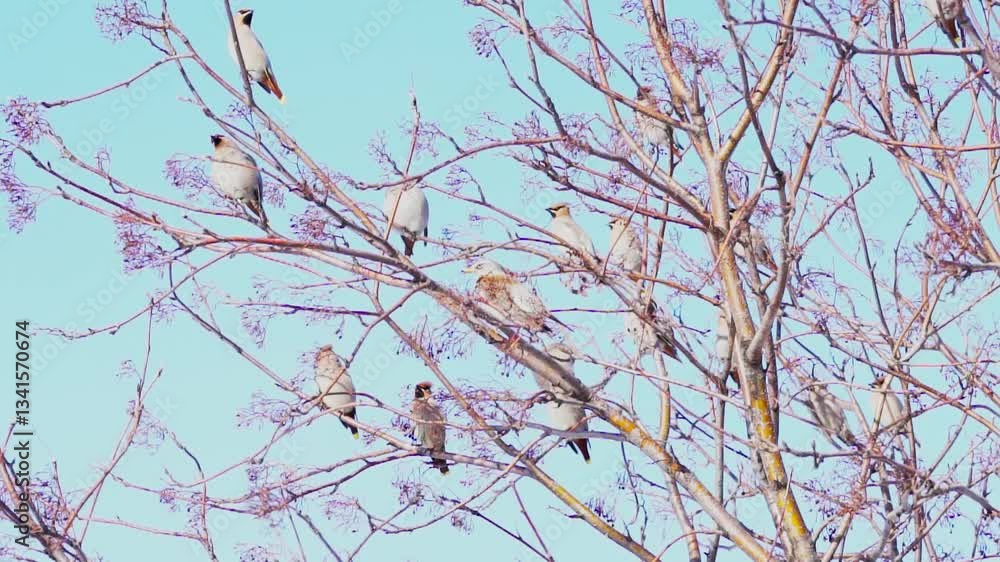 A flock of waxwings (Bombycilla garrulus) perched on a tree branch against a blue sky. Slow motion. A flock of waxwings (Bombycilla garrulus) perched on a tree branch against a blue sky. Slow motion.