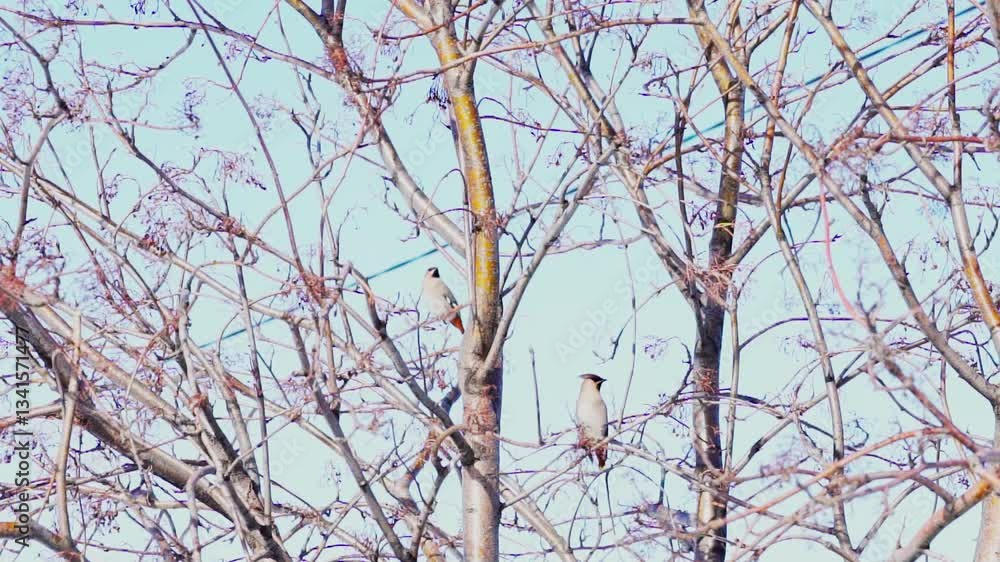 Waxwings (Bombycilla garrulus) perched on a tree branch against a blue sky. Slow motion.