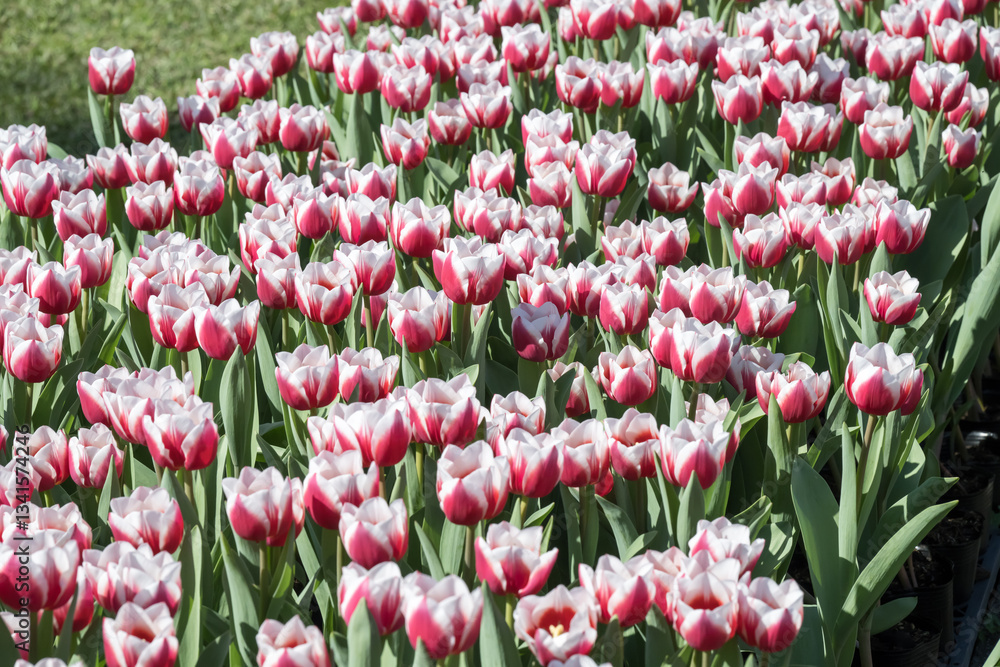Fototapeta premium Beautiful blooming tulips in the park.
