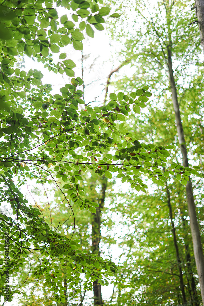 Obraz premium park view at eindhoven, netherland