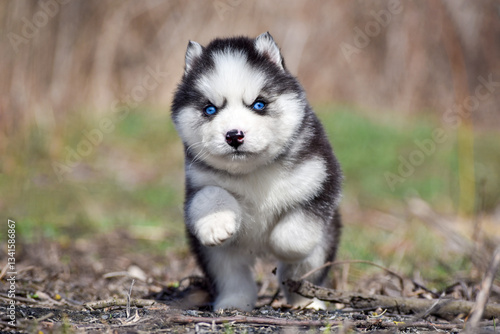 Black and white Siberian Husky puppy with blue eyes runs forward through the spring forest