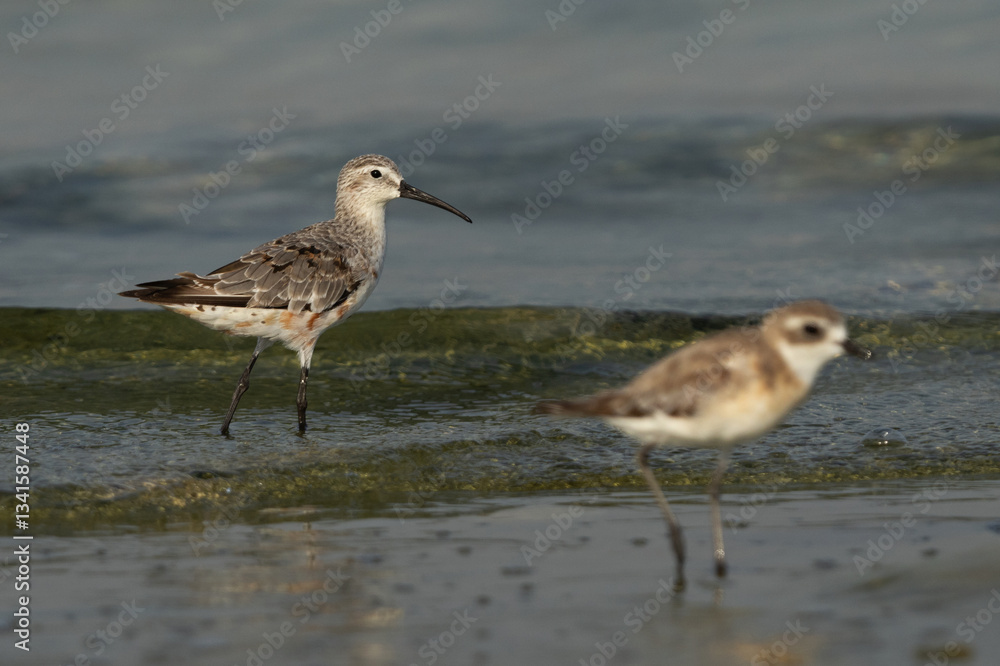 Selective focus on Curlew Sandpiper with a lesser sand polver at the forground Selective focus on Curlew Sandpiper with a lesser sand polver at the forground