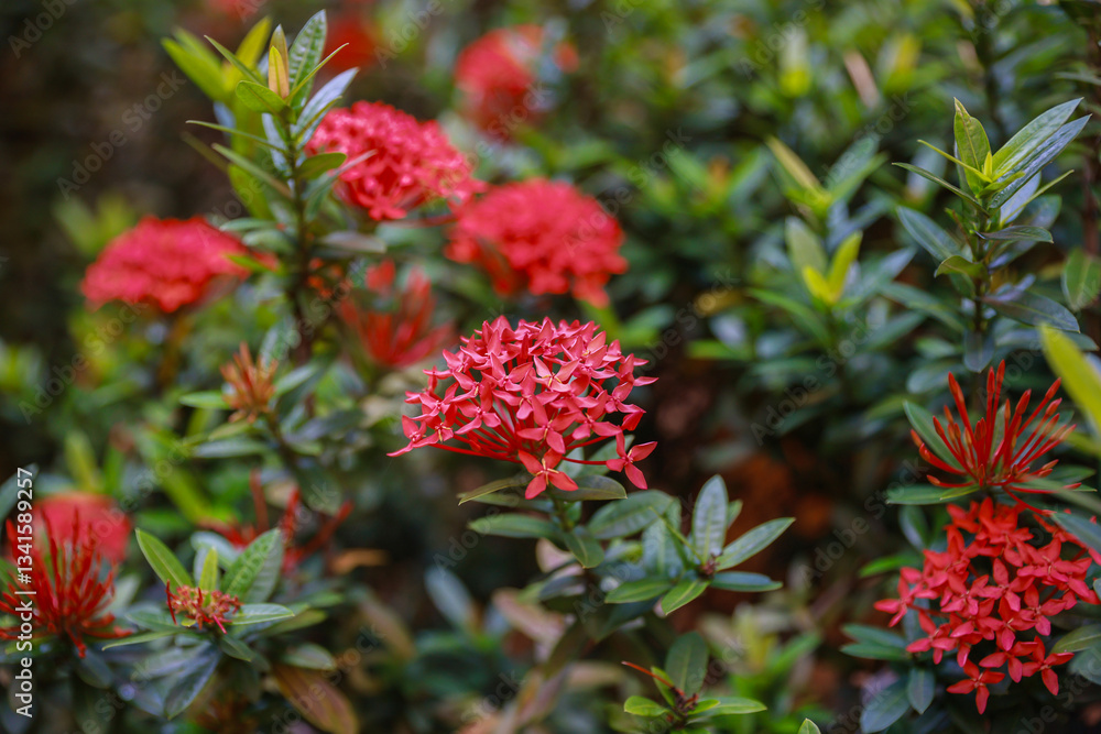Close up of Ixora chinensis, red flowers and green leaves Close up of Ixora chinensis, red flowers and green leaves