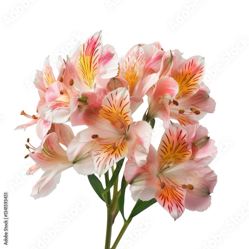 Beautiful pink flowers with delicate details