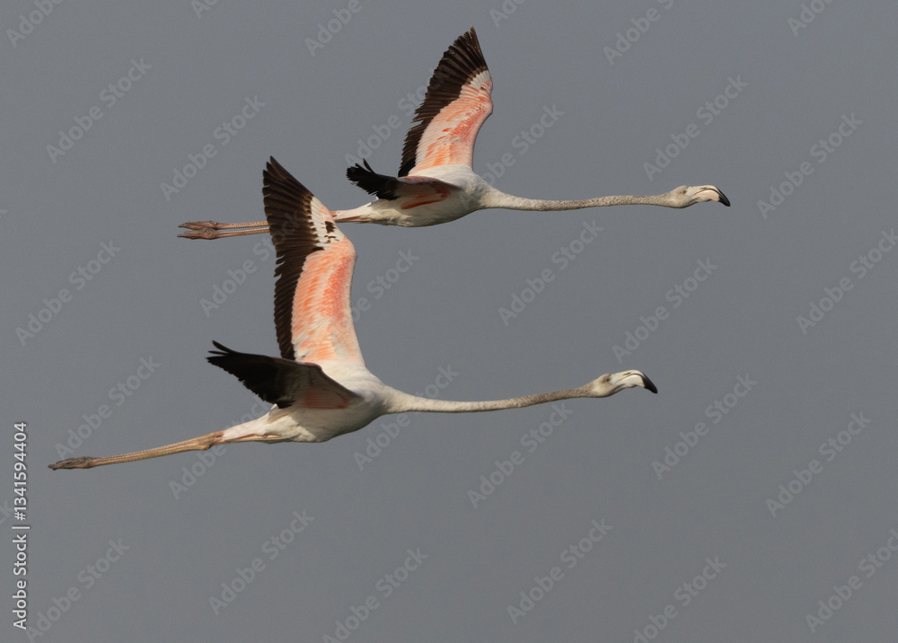 Obraz premium Closeup of a pair of Greater Flamingos flying at Mameer coast in the morning, Bahrain