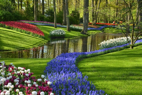 Keukenhof gardens blooming spring flowers by the pond. Colorful tulips and blue Muscari flowers.