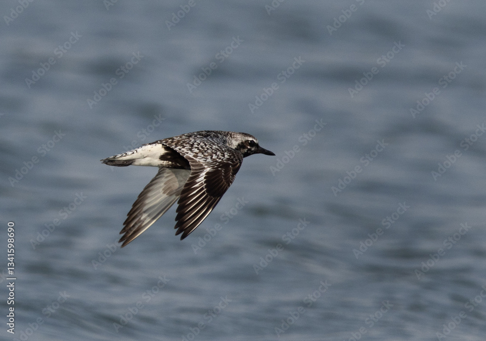 Grey plover flying at Mameer creek of Bahrain Grey plover flying at Mameer creek of Bahrain