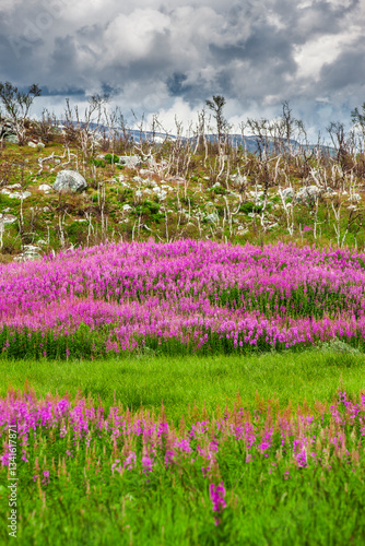 Weideröschen im Abisko Nationalpark in Schweden