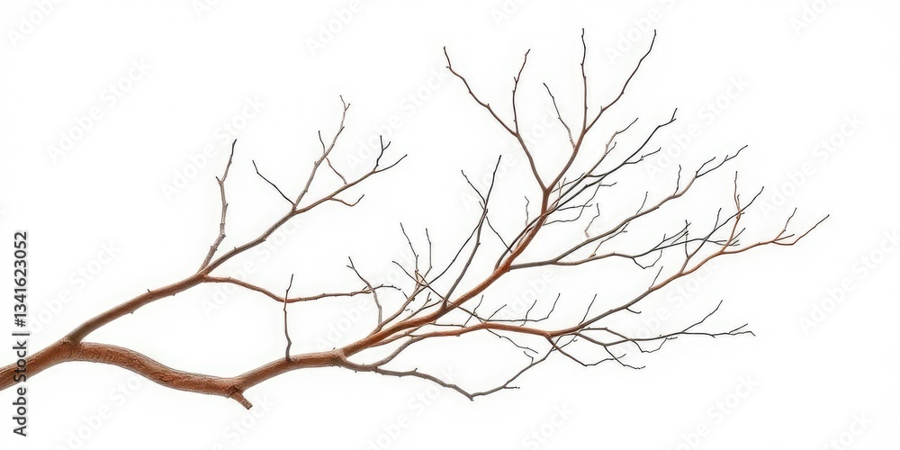 Fototapeta premium Bare, intertwined branches isolated on pure white, isolated, minimalist