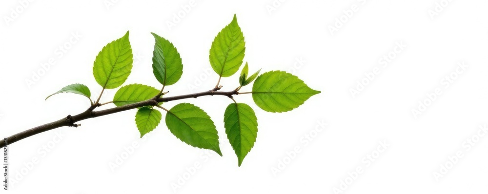 Obraz premium Long branch with leaves and twigs isolated on white background, nature, background, twigs
