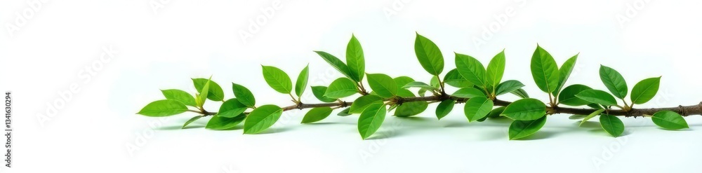 Fototapeta premium Long tree branch with leaves isolated on white surface, branches on a surface, greenery, leaves