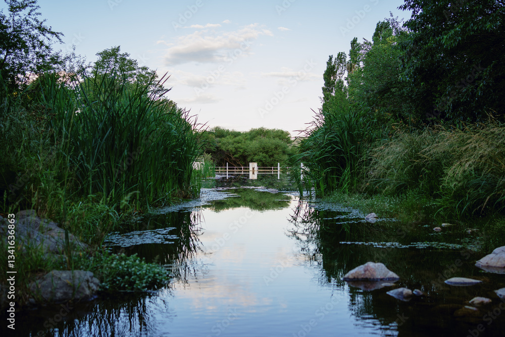 Fototapeta premium Tranquil river with lush vegetation and reflections at sunset
