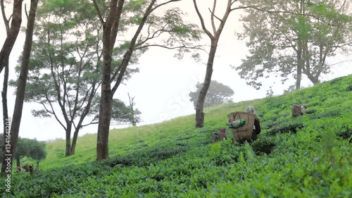 Tea garden worker plucking tea leaves by hand. Traditional method of harvesting tea leaves in india.